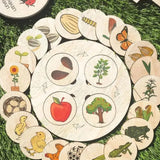 Lifecycle Board  Rock-A-Toy   