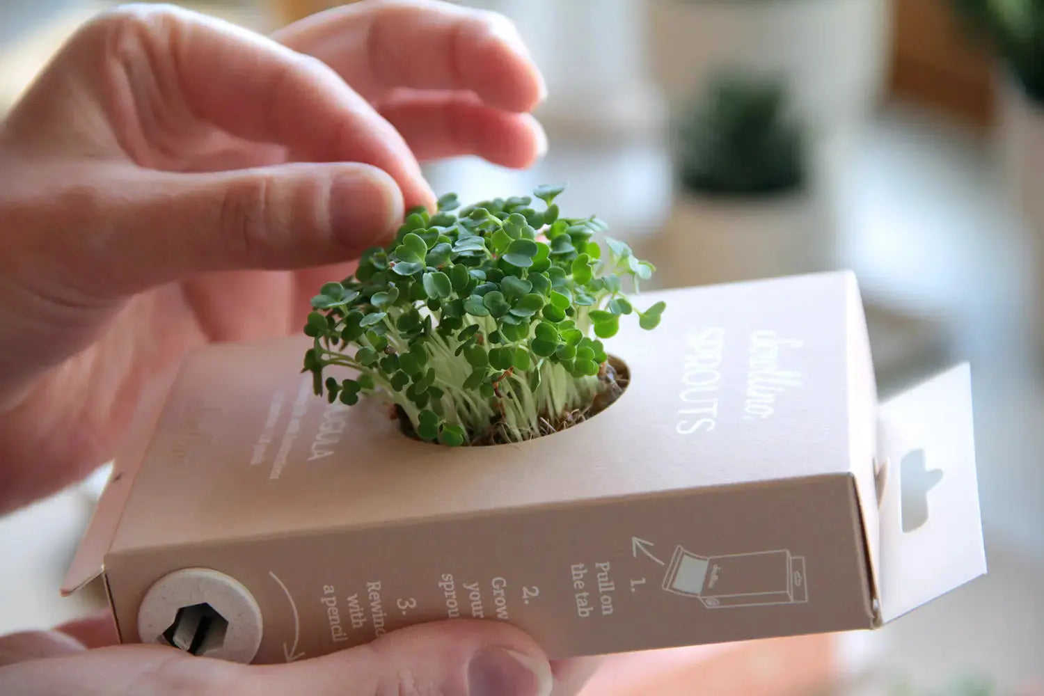 Scrollino Sprouts - Arugula Plant Gardening Kit  Scrollino   
