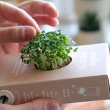 Scrollino Sprouts - Arugula Plant Gardening Kit  Scrollino   