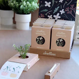 Scrollino Sprouts - Arugula Plant Gardening Kit  Scrollino   