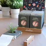 Scrollino Sprouts - Cress Plant Gardening Kit  Scrollino   