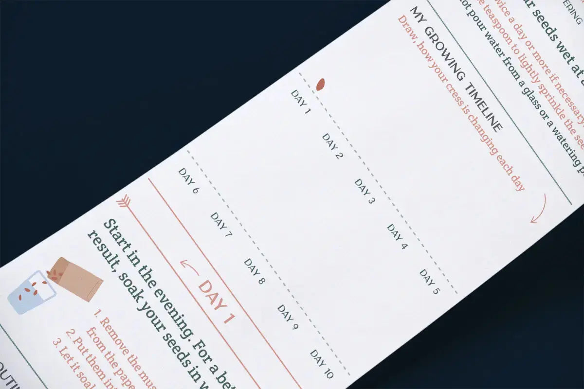 Scrollino Sprouts - Cress Plant Gardening Kit  Scrollino   