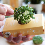 Scrollino Sprouts - Mustard Plant Gardening Kit, Indoor Gardening  Scrollino   