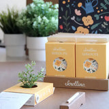 Scrollino Sprouts - Mustard Plant Gardening Kit, Indoor Gardening  Scrollino   