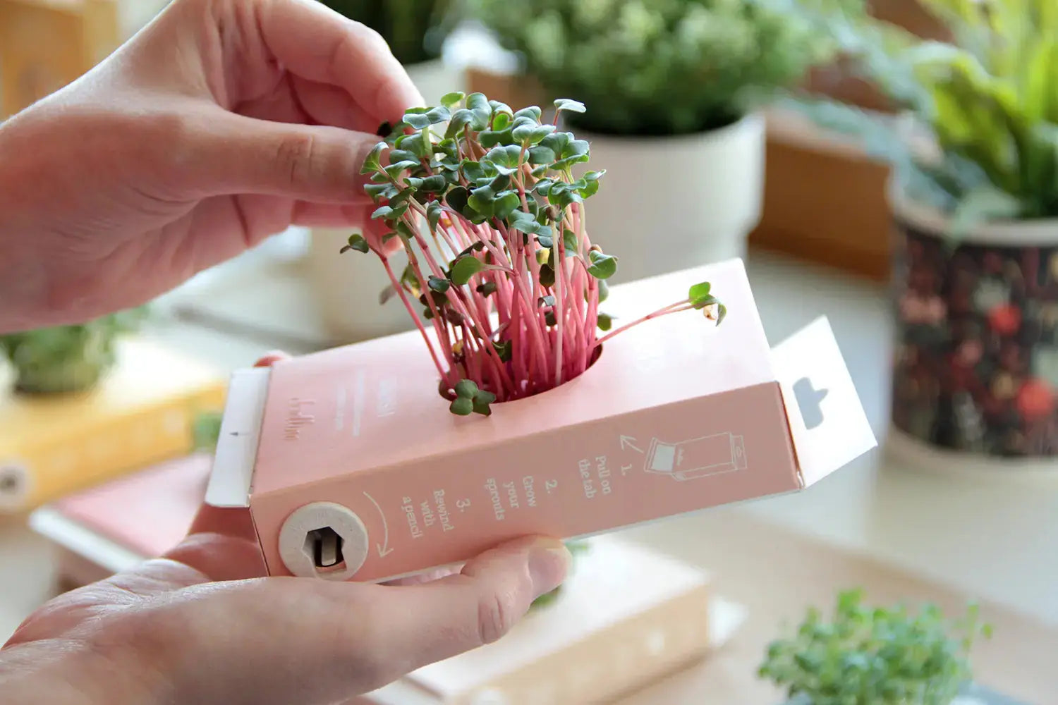 Scrollino Sprouts - Radish Plant Gardening Kit  Scrollino   