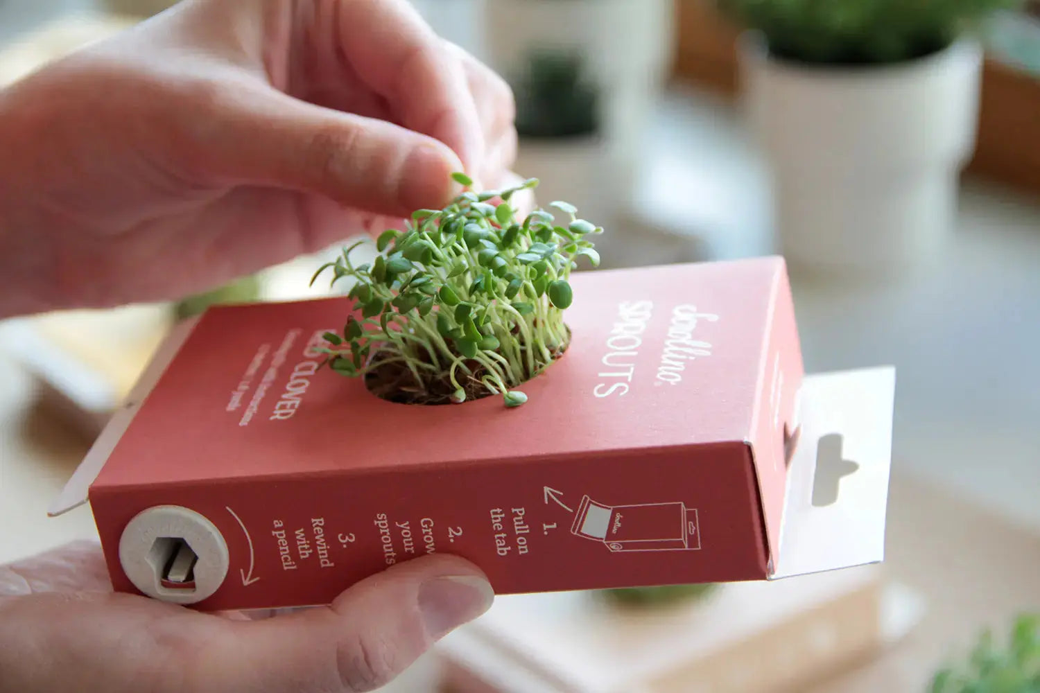 Scrollino Sprouts - Red Clover Plant Gardening Kit  Scrollino   