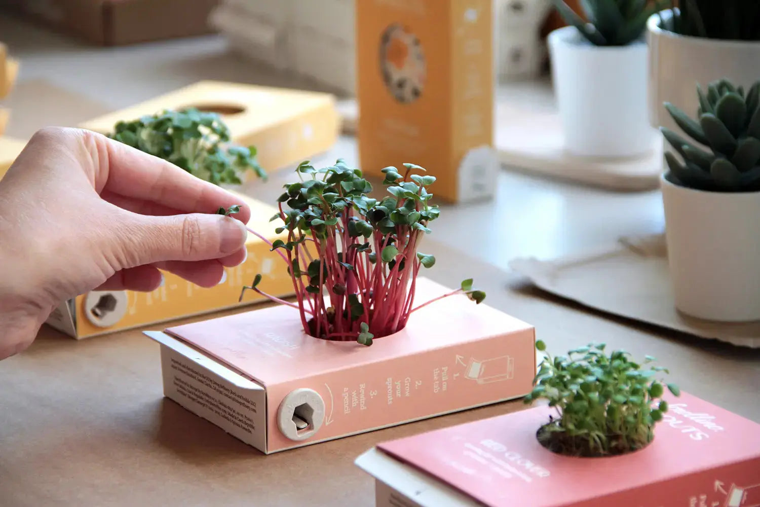 Scrollino Sprouts - Red Clover Plant Gardening Kit  Scrollino   